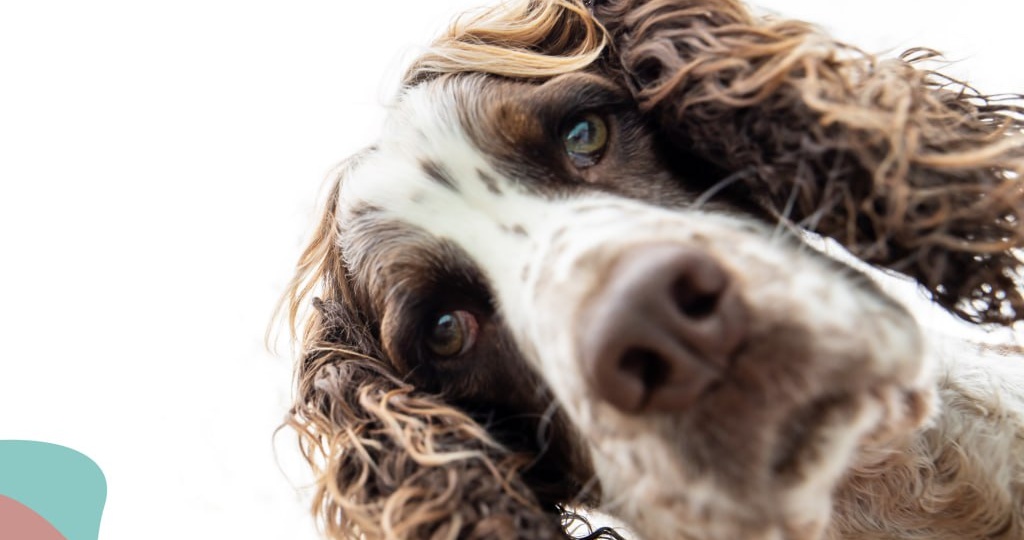 Крупы - частая добавка в домашнем рационе, но без понимания нюансов они легко превращаются в источник лишних калорий или проблем с ЖКТ