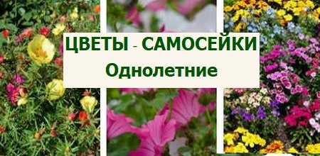 однолетние цветы самосейки в саду