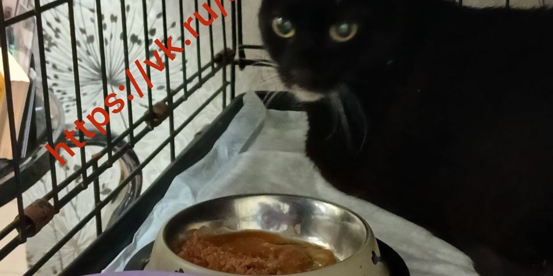 😿🆘ОСКАРУ СНОВА СТАЛО ПЛОХО! ПОМОГИТЕ СПАСТИ КОТА!🙏🆘