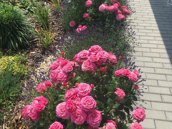 Розовый сад своими руками: секреты идеальных роз от посадки до цветения