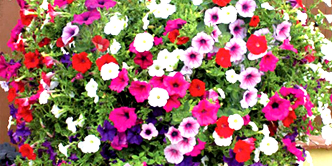 Когда сажать петунию на рассаду в 2026 году по регионам России