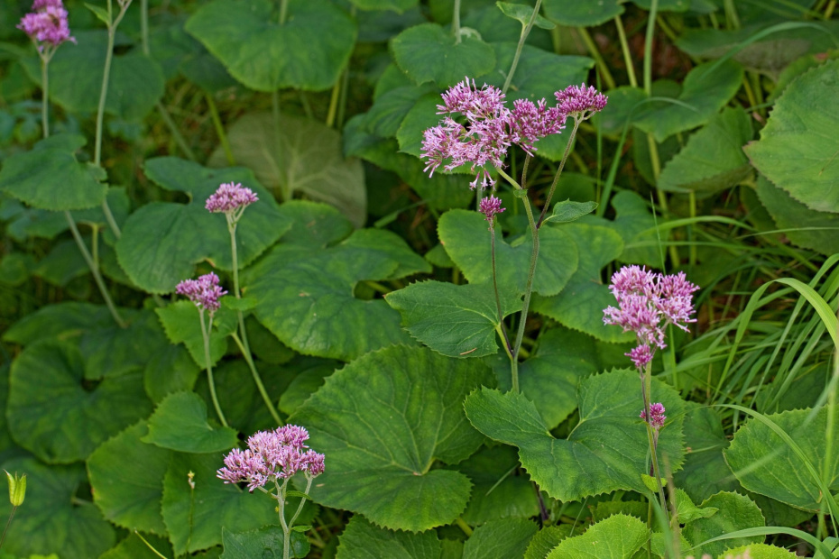    F. Hecker/blickwinkel/Global Look Press