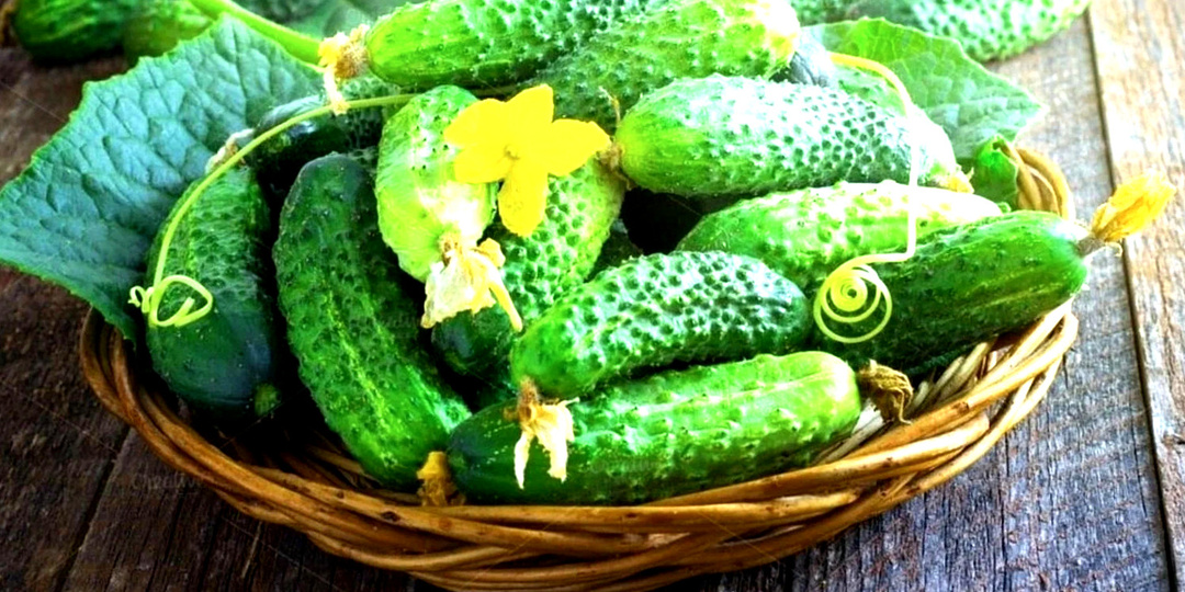 Лунный календарь посадки огурцов и кабачков на 2026 год: благоприятные дни для каждого региона