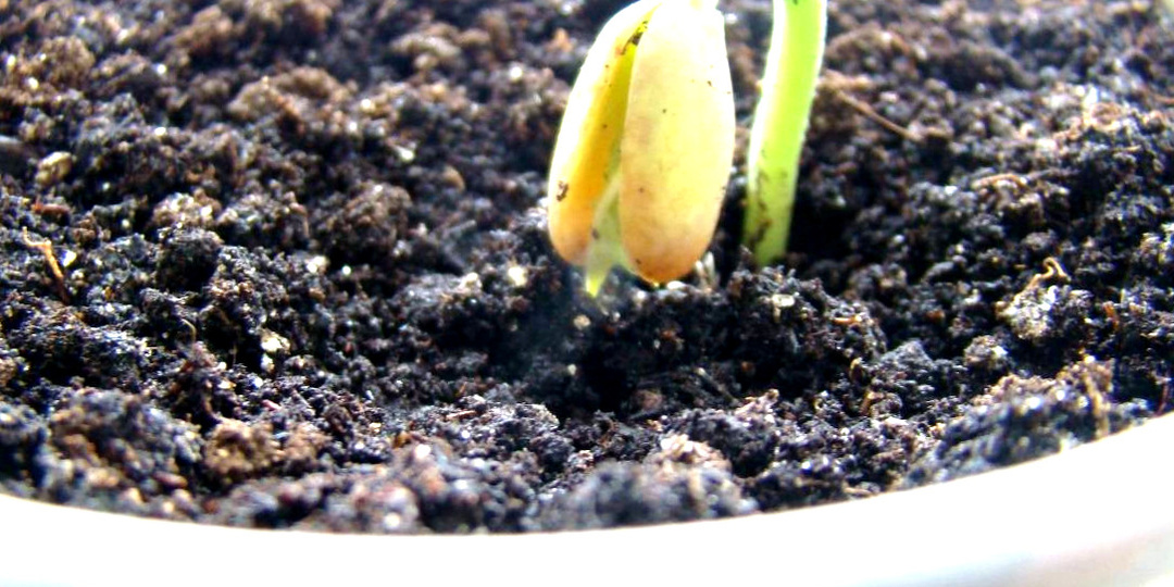 Почему не всходят семена: 7 главных причин и как их избежать