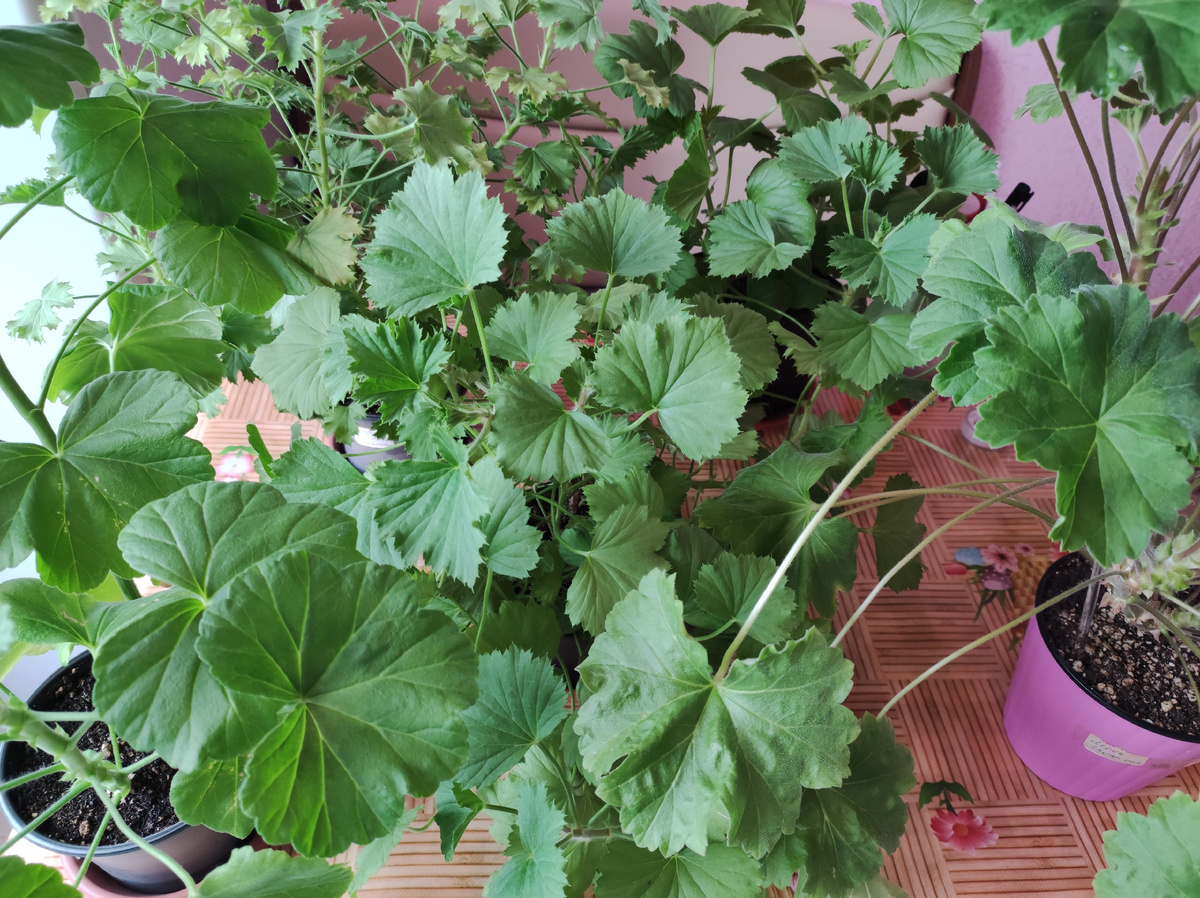 Эти пеларгонии я подготовила для обрезки.