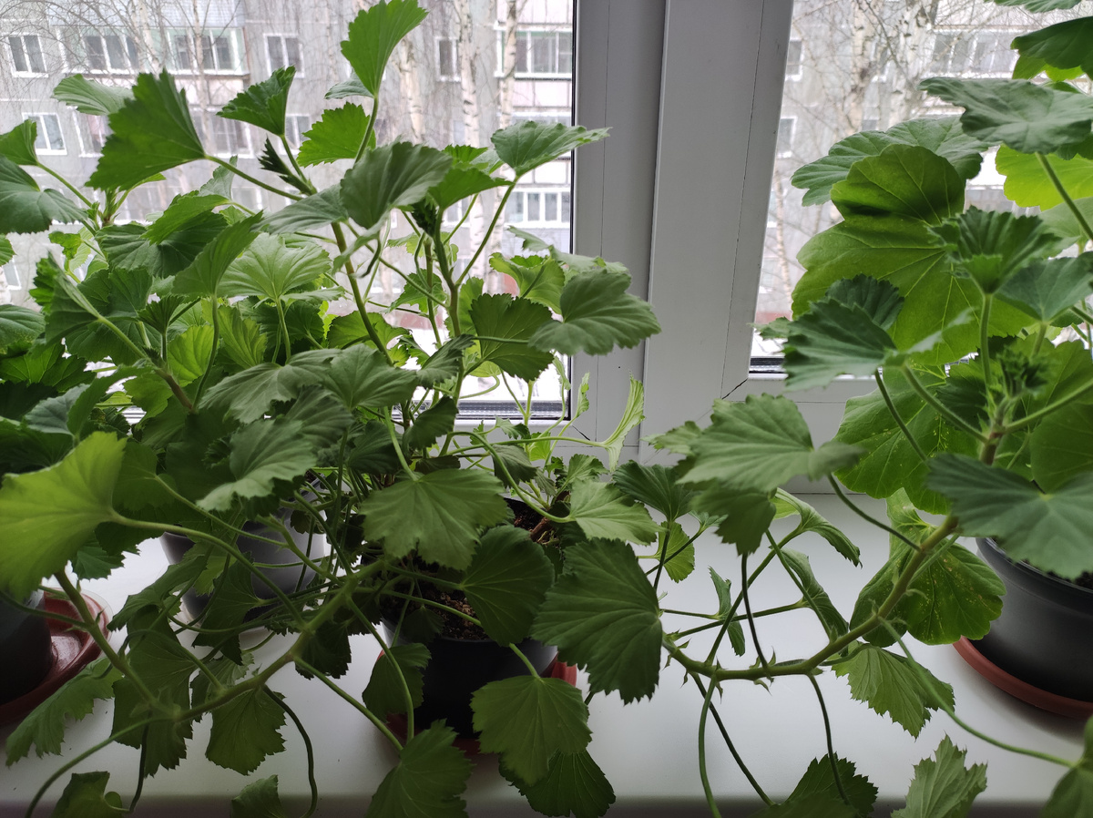 Вытянувшиеся кустики пеларгонии.