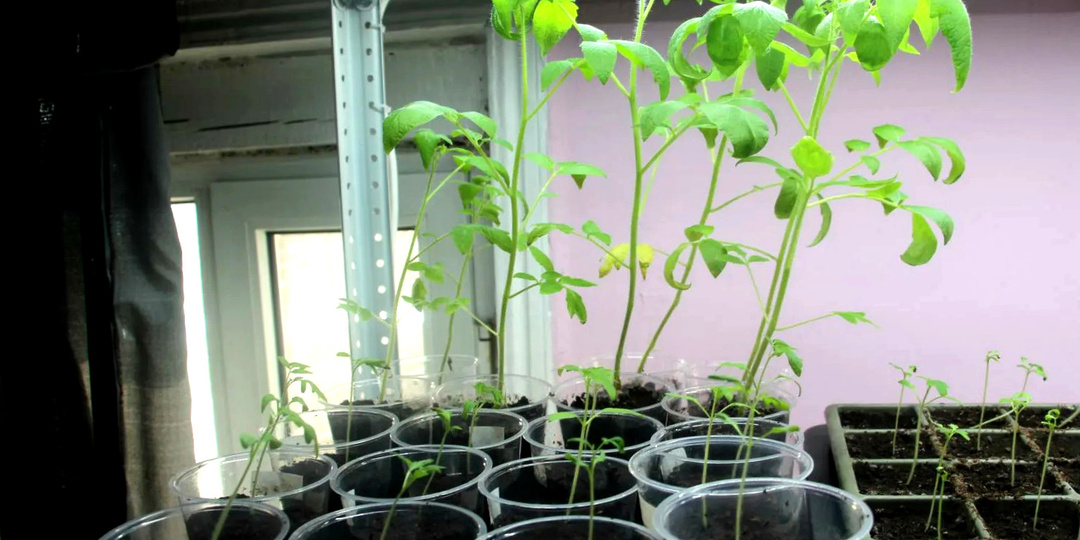 Рассада вытягивается: 5 экстренных мер, которые спасут ситуацию