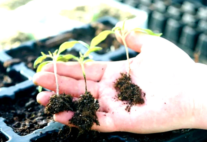 Черная ножка на рассаде: как распознать на ранней стадии и чем обработать