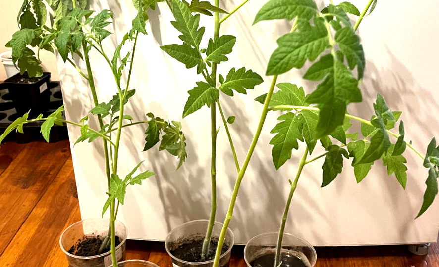Что делать, если рассада томатов перерастает: 3 проверенных способа затормозить рост