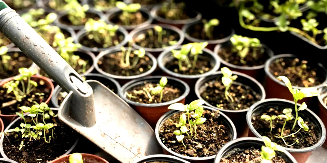 Что сажать на рассаду в апреле 2026: полный график с датами и температурными режимами