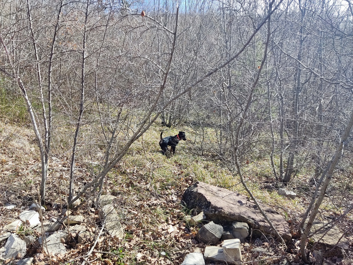 Прогулка с Ягдтерьеом к вершине горы Нексис (п. Светлый)