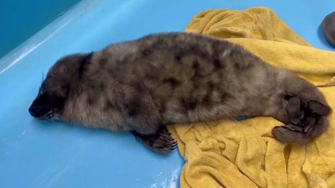    Фото: t.me/sealresque