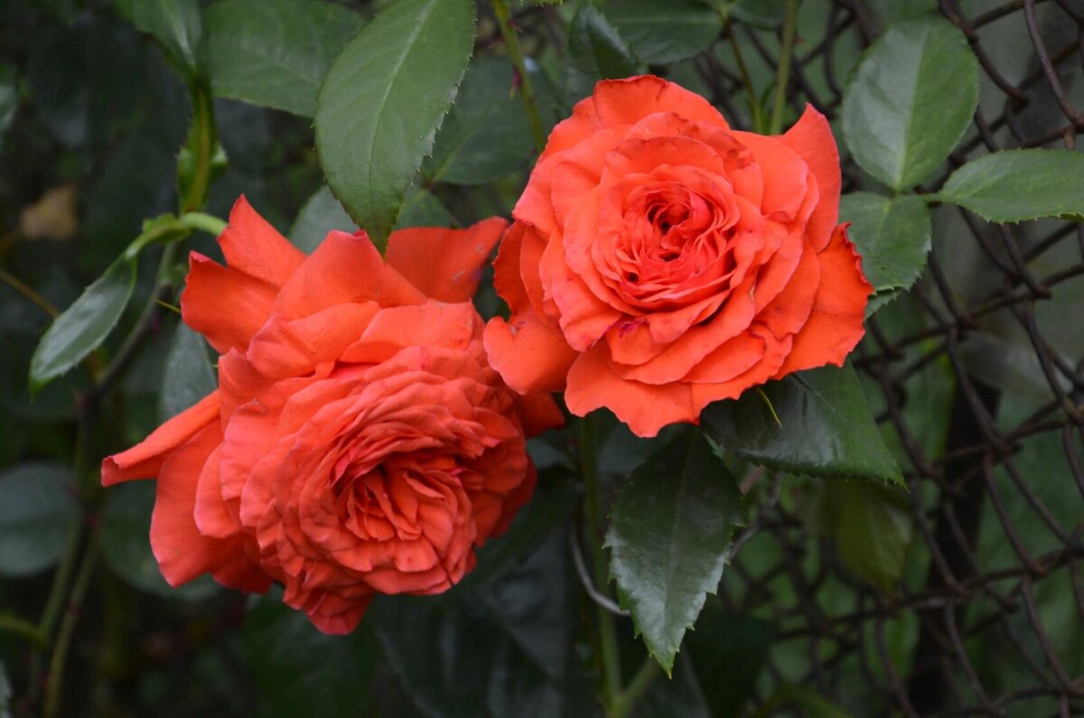 Роза Салита.