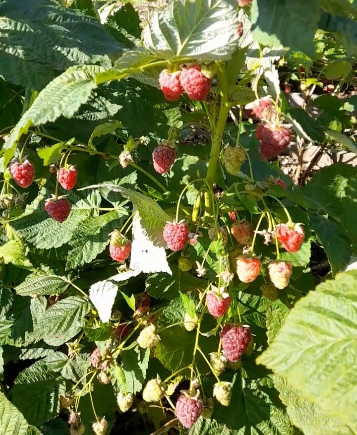 Фото из личного архива автора, малина ремонтантная Геракл, 23 сентября 2022 г