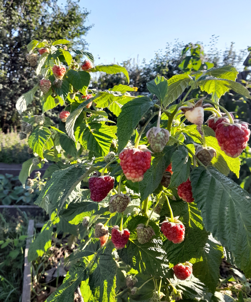 Фото из личного архива автора, Малина Атлант
