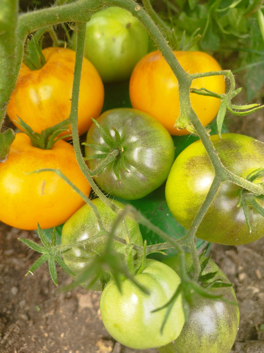 Перепыленыш Жёлтые гребешки х Lusid gem