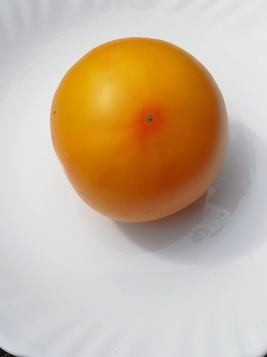 Жёлтые гребешки х Lusid gem