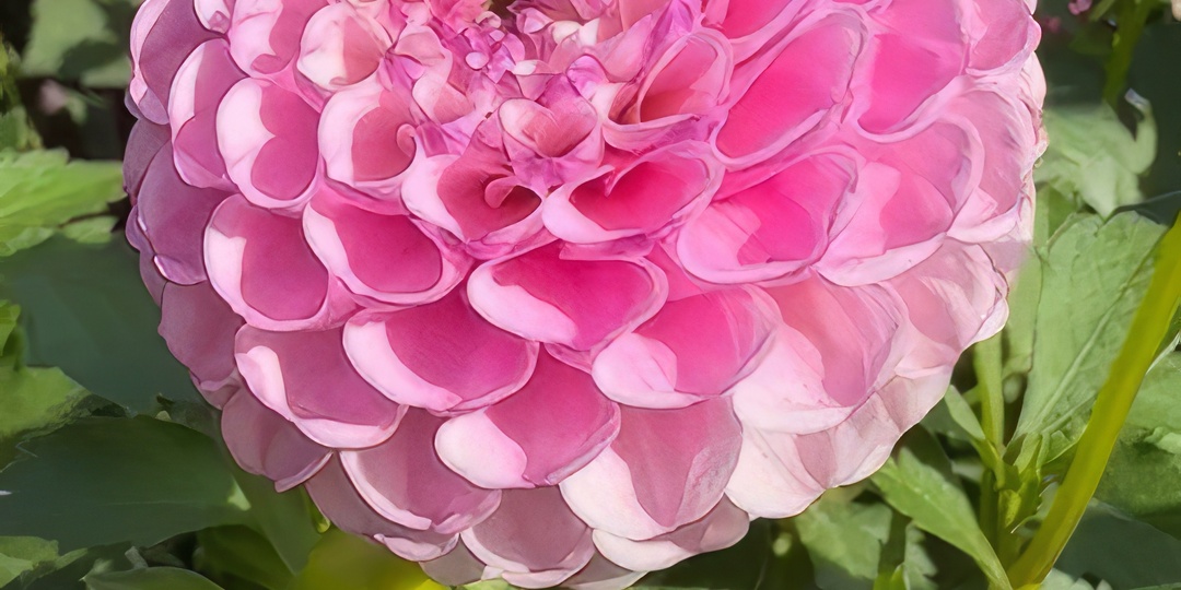 Георгина МАЛЫШКА помпонная Zippity Do Da / Зиппити До Да