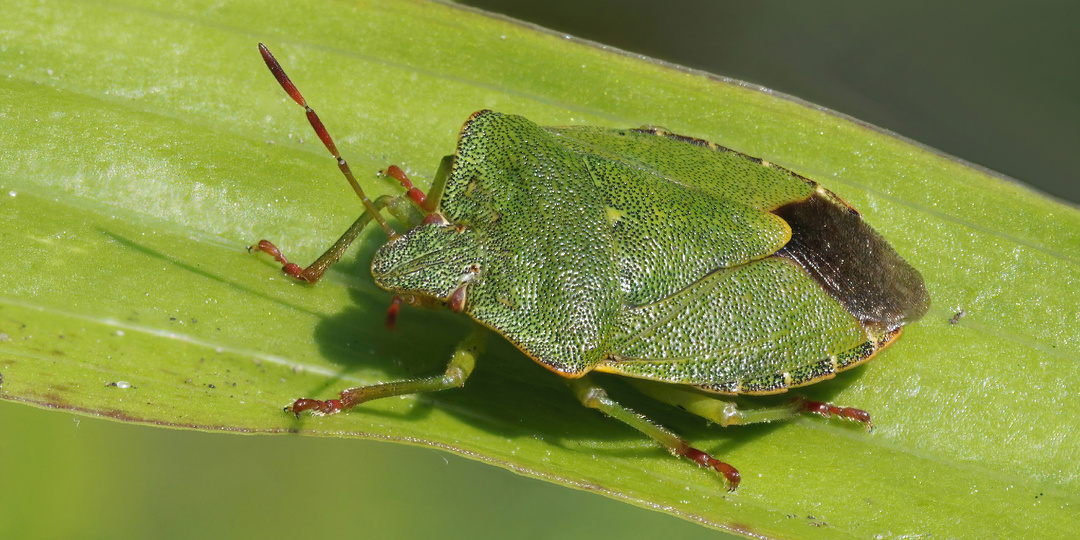 Сладкий вкус малины... Клоп-вонючка, почему он такой?