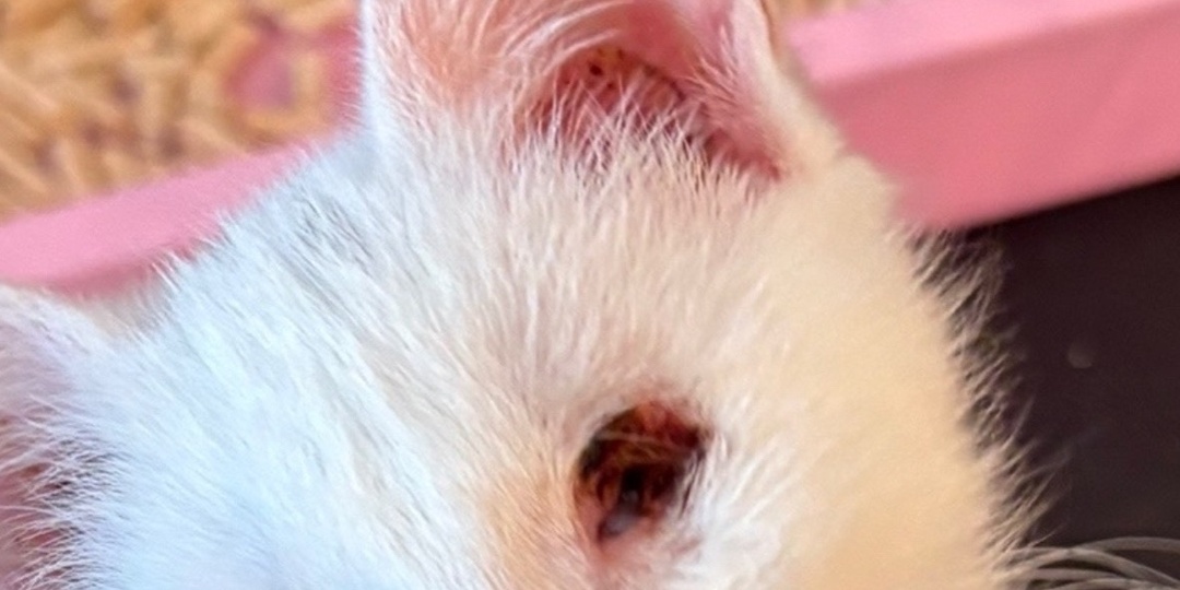 Котятам выжигали глаза, чтобы... мы не понимаем "зачем", мы знаем лишь то, что хотим помочь малышам.