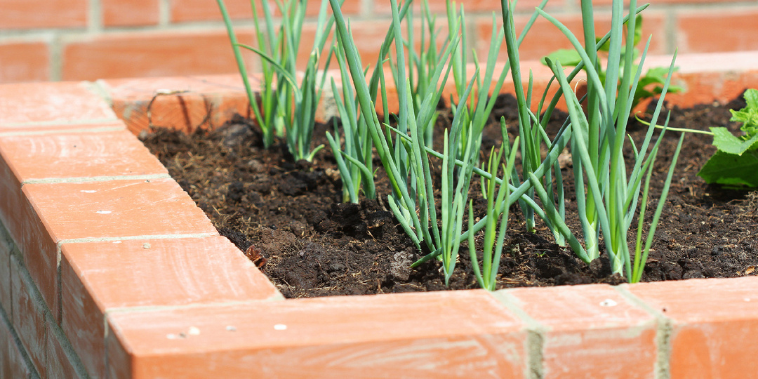 10 лучших ограждений для дачных грядок ЗА КОПЕЙКИ