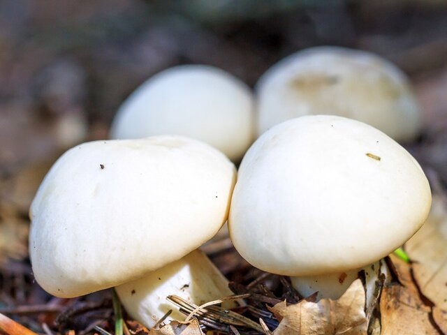    Фото: 123RF.com/andiz