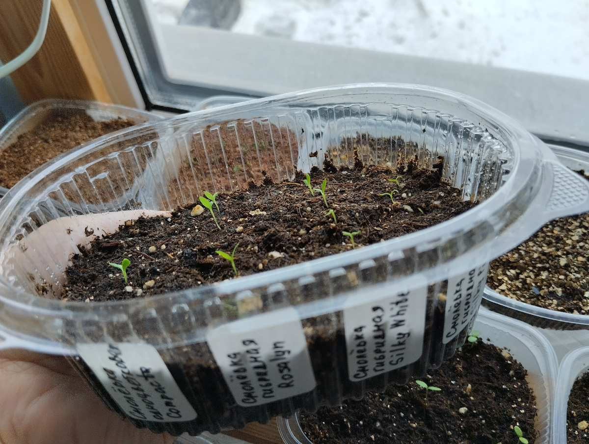 Всходы смолёвок от bella-semena