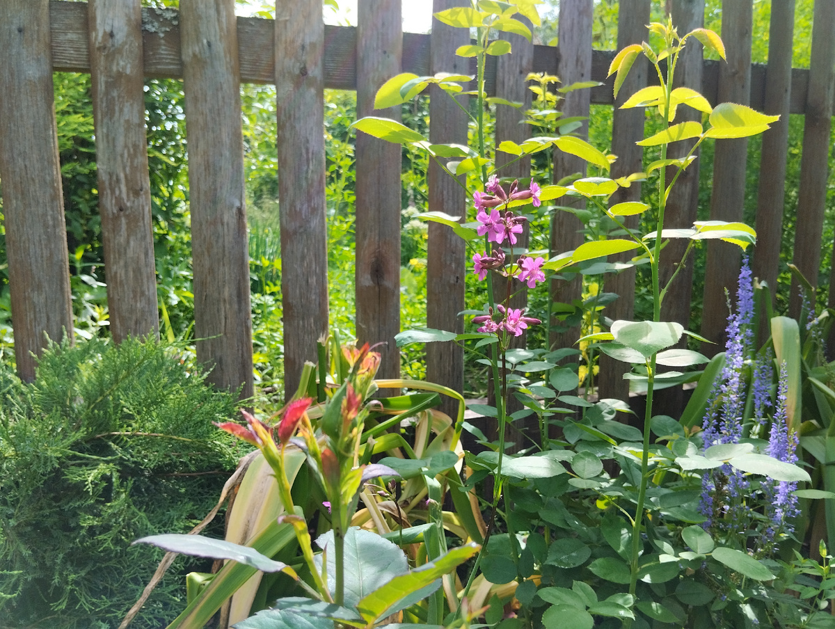 Смолёвка клейкая