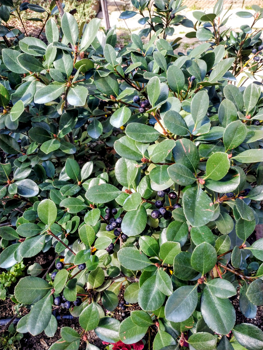 Рафиолепис 