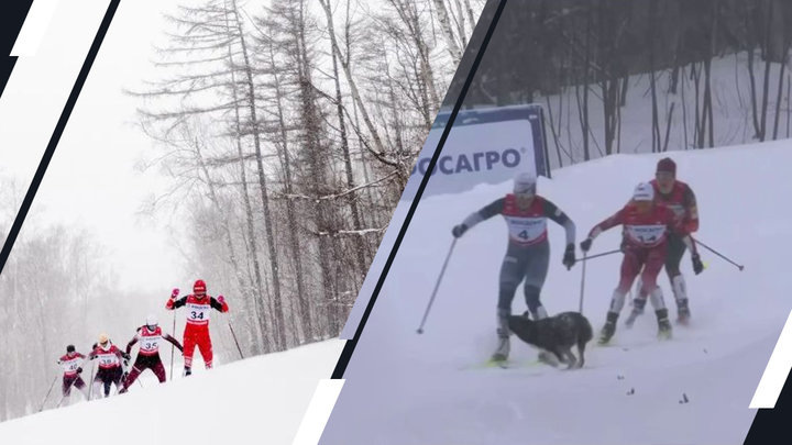 Появление четвероногого «болельщика»