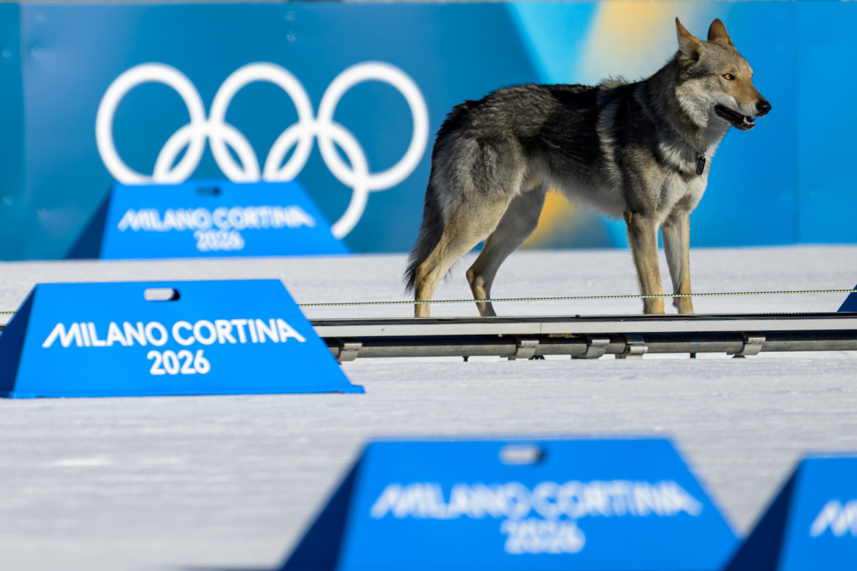 Собака сбившая с ног лыжниц