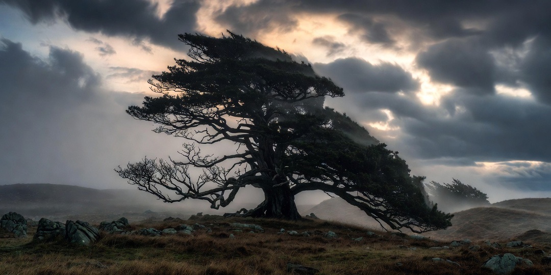 Уруз: Дикая сила, которая формирует характер