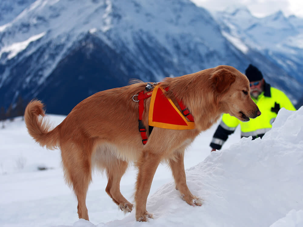 Лавинная собака ищет человека под снегом