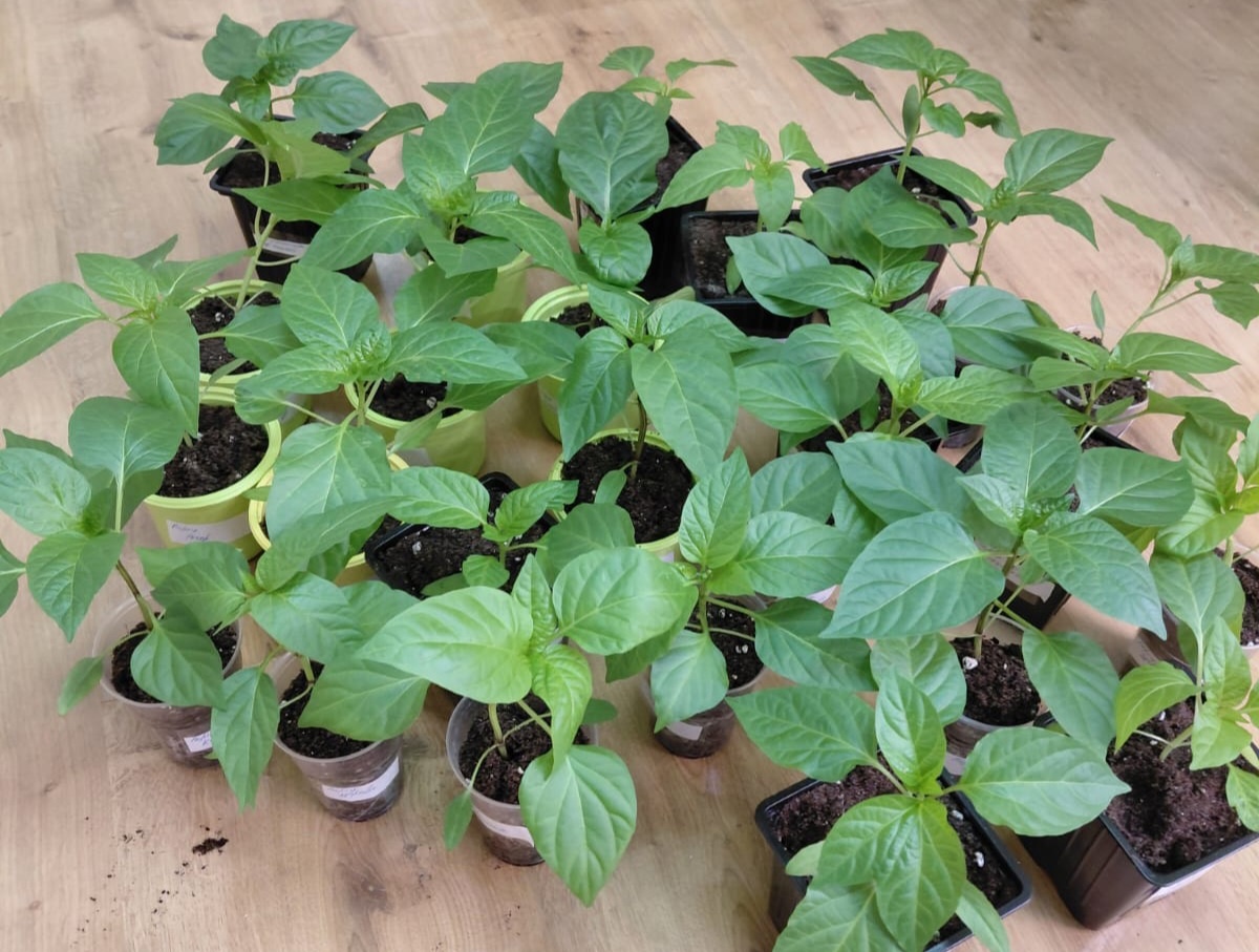 Рассада сладких перцев