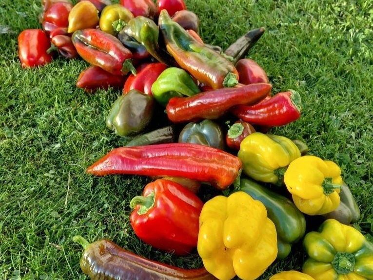 Сладкие перцы в Ленинградской области