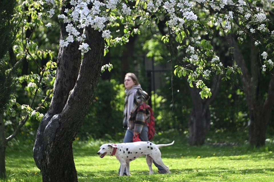    В прошлом году в Новосибирске провели большой объем работ по озеленению. Евгения ГУСЕВА