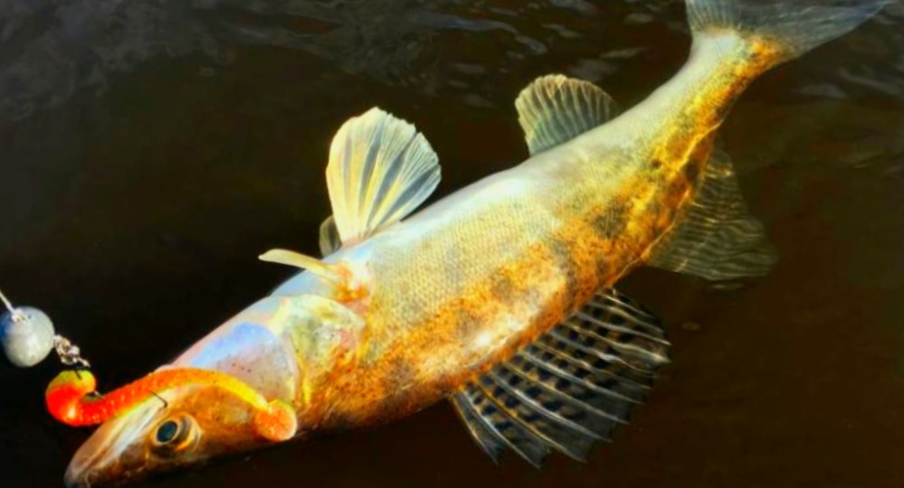 Как ловить судака на джиг: 3 техники проводки, которые работают даже в полное бесклевье