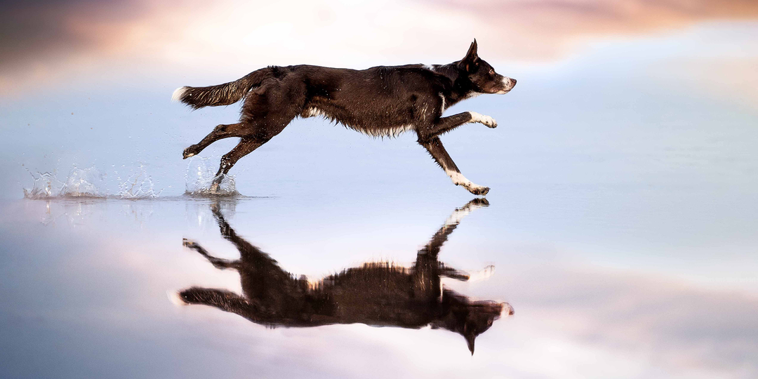 19 шедевров фотографии от победителей конкурса «Dog Photography Award 2025»