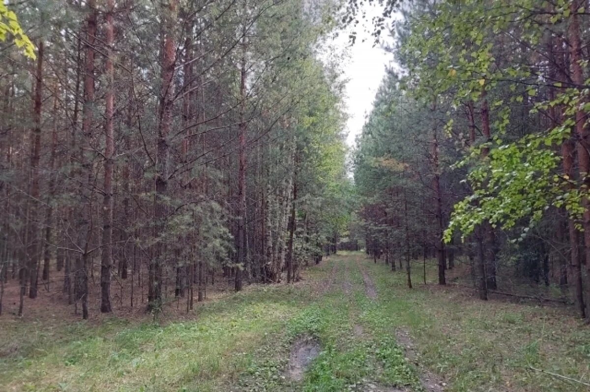    37 тысяч сеянцев сосны и дуба высадят в Пензенской области в 2026 году