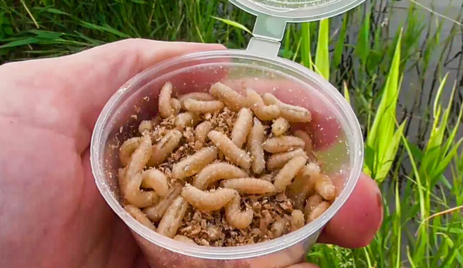 Почему ваш опарыш для рыбалки не работает и как сделать из него уловистую насадку на карася