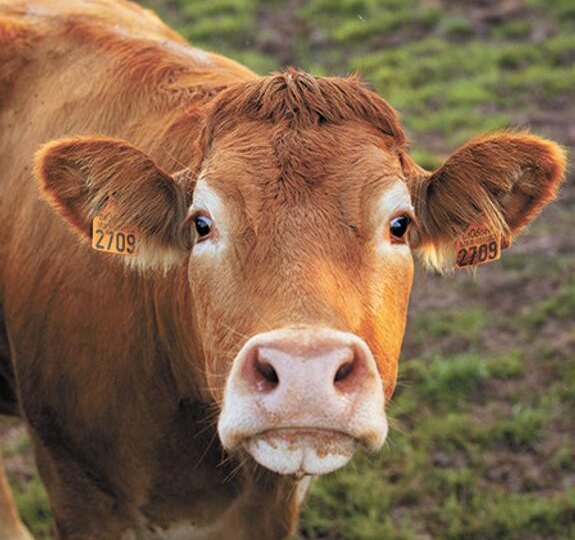 И тучные стада пасутся