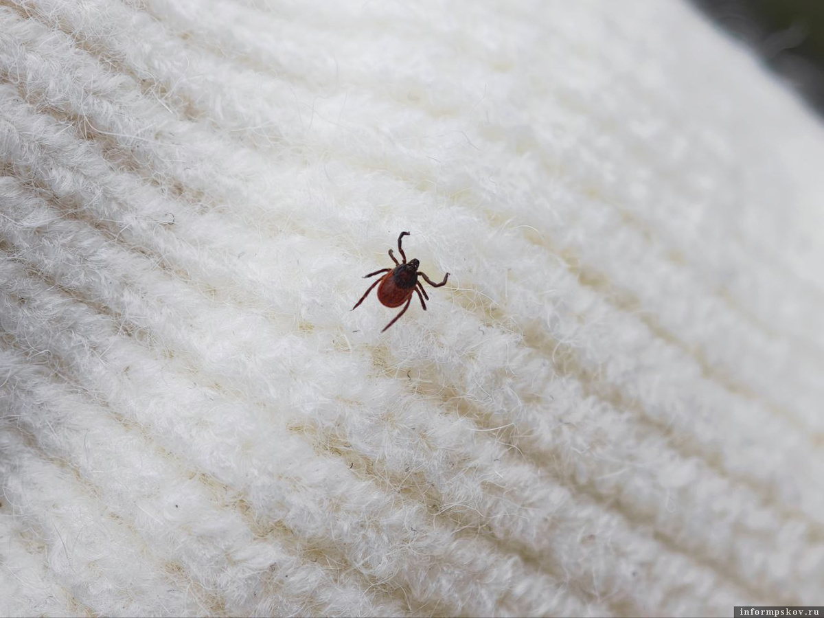 Фото: Анастасия Куртеева / ПАИ