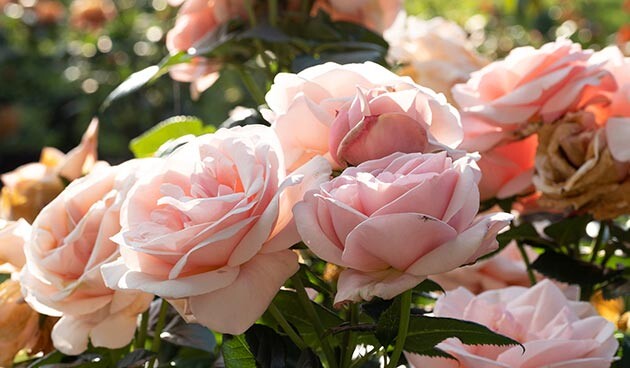    Роза Афродита. Фото: Andrea Izzotti / Shutterstock / Fotodom