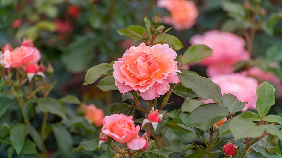 Чайно-гибридные розы. Фото: NataliaVo / Shutterstock / Fotodom
