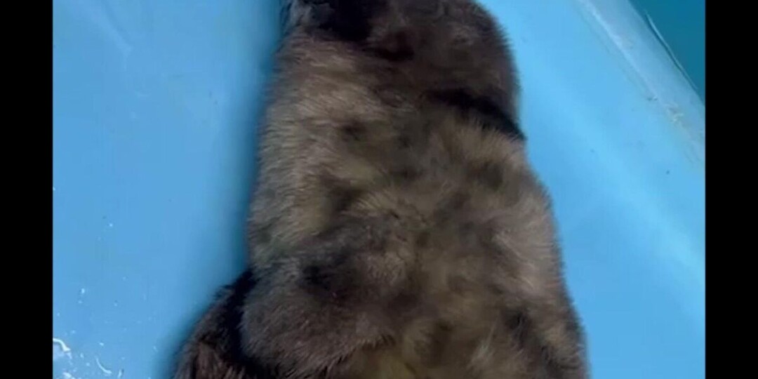 В Петербург доставили нерпу, которая ползла за людьми под дождем