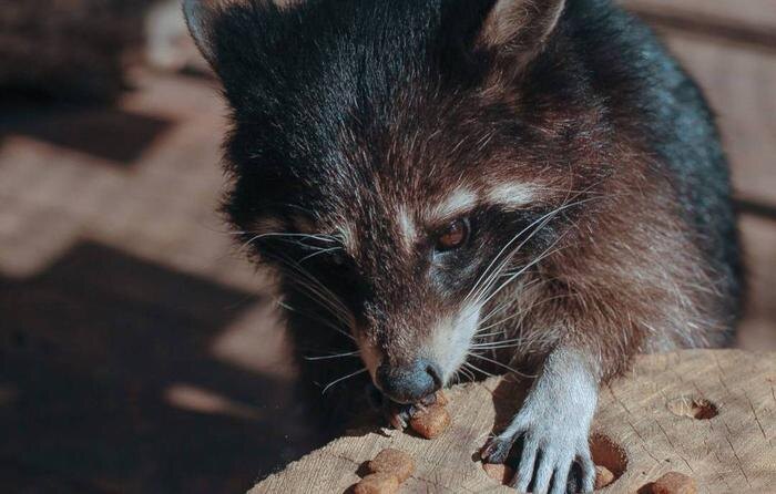 Енот Света. Обложка © Telegram / Городская ферма