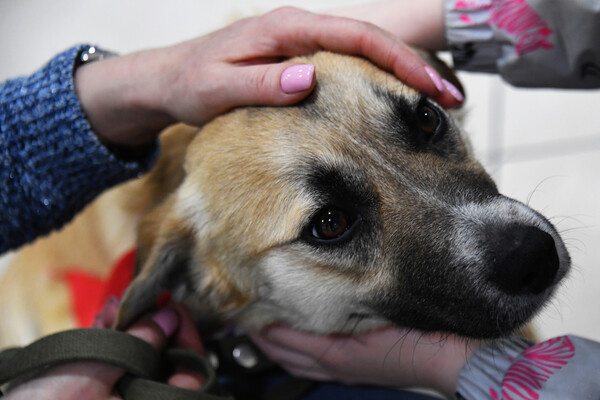 Виталий Аньков/РИА Новости   📷