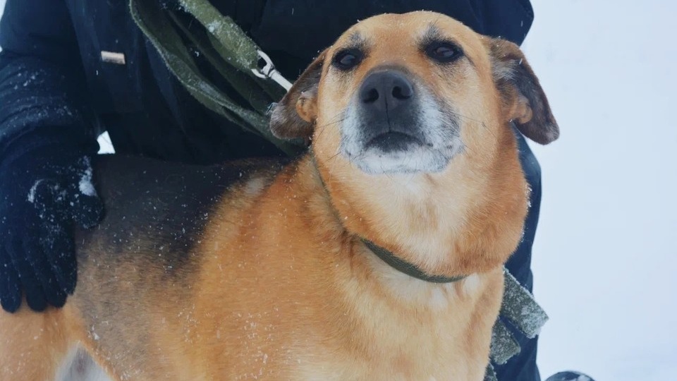 Рина, Тоша, Умка и Сара: в курском приюте ищут дом для четвероногих постояльцев