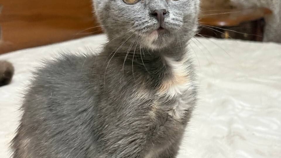 Малышка-котенок Тильда ищет дом! Москва, Питер