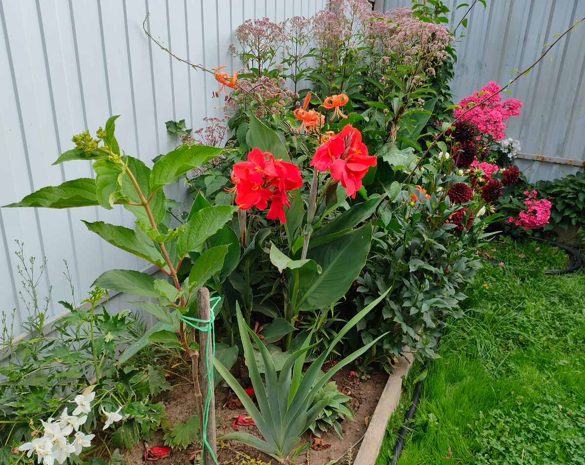 08.08.23 Канна, посконник и флокс